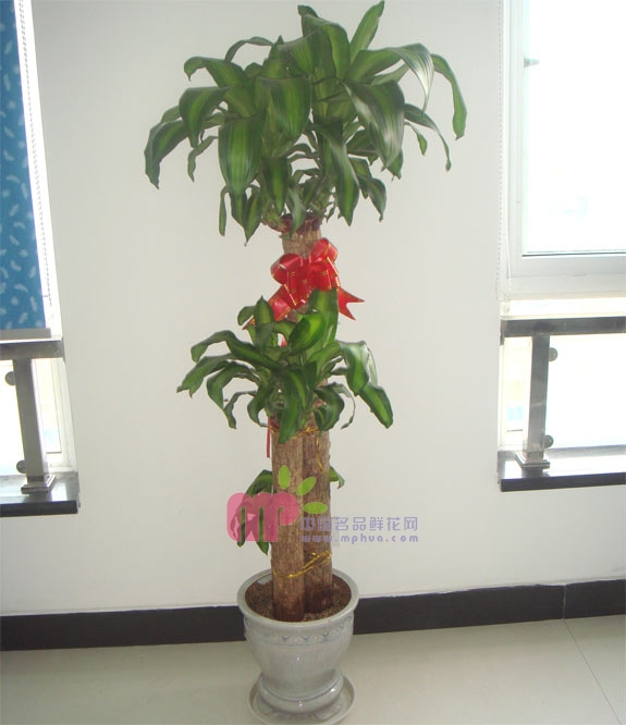 >�Gֲ������ľ