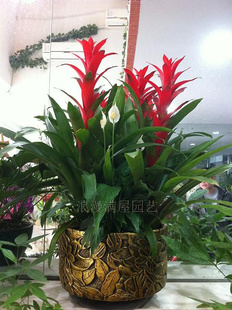 >�Gֲ���P�滨