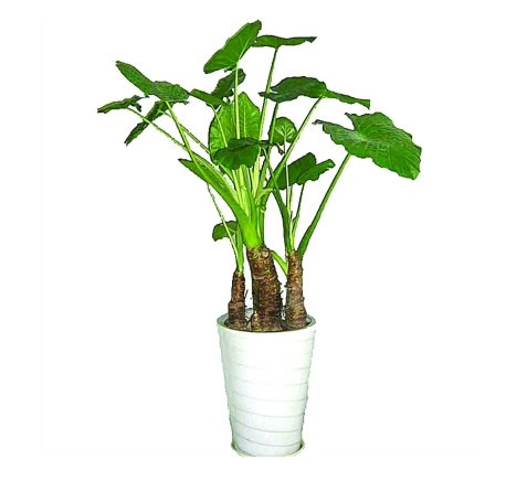 �Gֲ����-��ˮ�^��