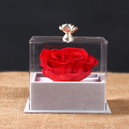 �����S�M�^���r�������r�� �ζ�t