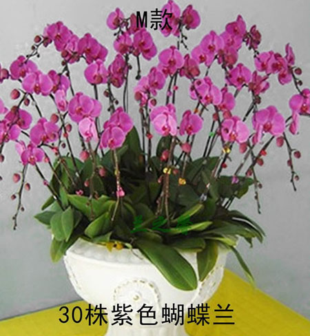 >�Gֲ�������m